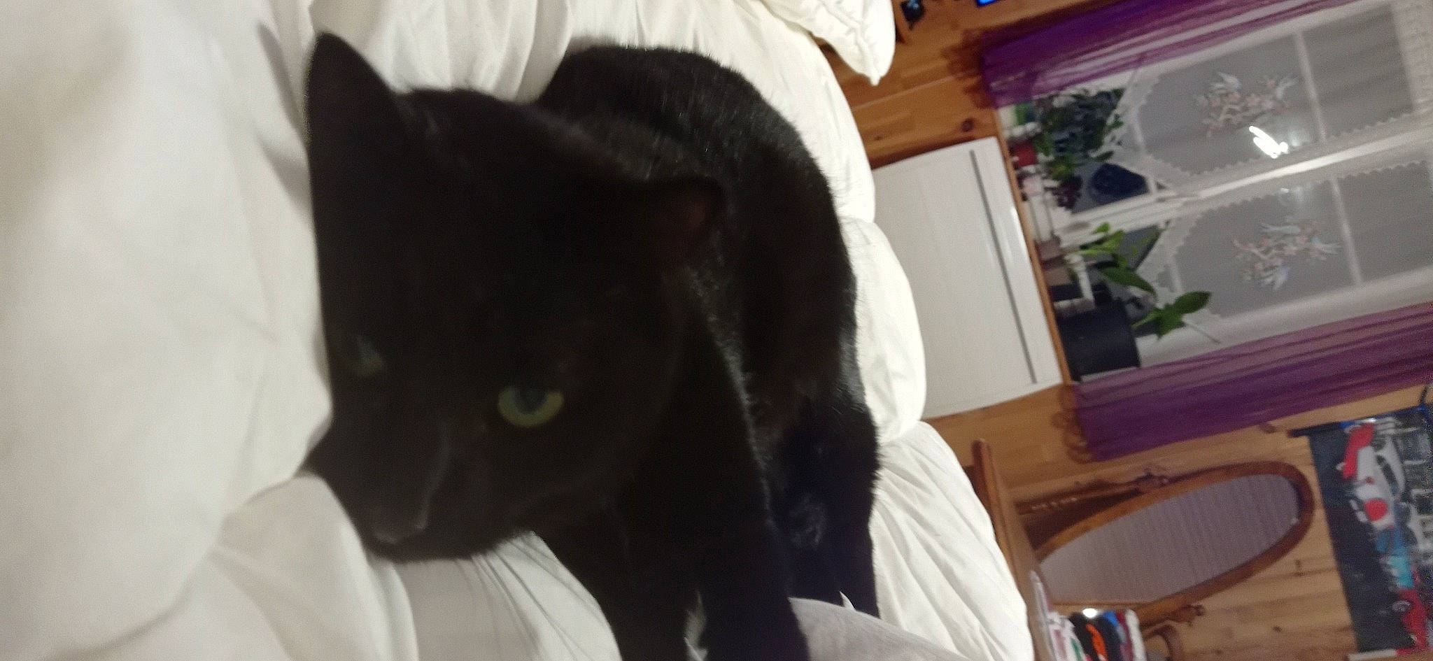 Bouba a rejoint le concours — aidez-le/la à gagner de superbes lots ! black_cat, carnivore, cat, cat_supply, claw, comfort, domestic_short_haired_cat, felidae, formal_wear, fur, paper_product, plant, small_to_medium_sized_cats, snout, tail, terrestrial_animal, whiskers