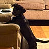 dog, black_dog, pet, indoors, living_room, couch, sofa, armchair, cushions, rug, hardwood_floor, home, furniture, warm_lighting, sitting, standing, stretching, tail, remote_control, cozy