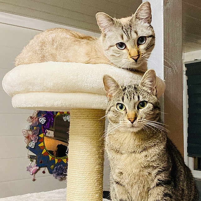 Anakin Et Kaïna a rejoint le concours — aidez-le/la à gagner de superbes lots ! animal, cat, cat_tree, cats, cozy, cream_colored_cat, curious, cute, domestic, feline, fur, household, indoor, looking, perched, pet, playful, sitting, tabby, whiskers