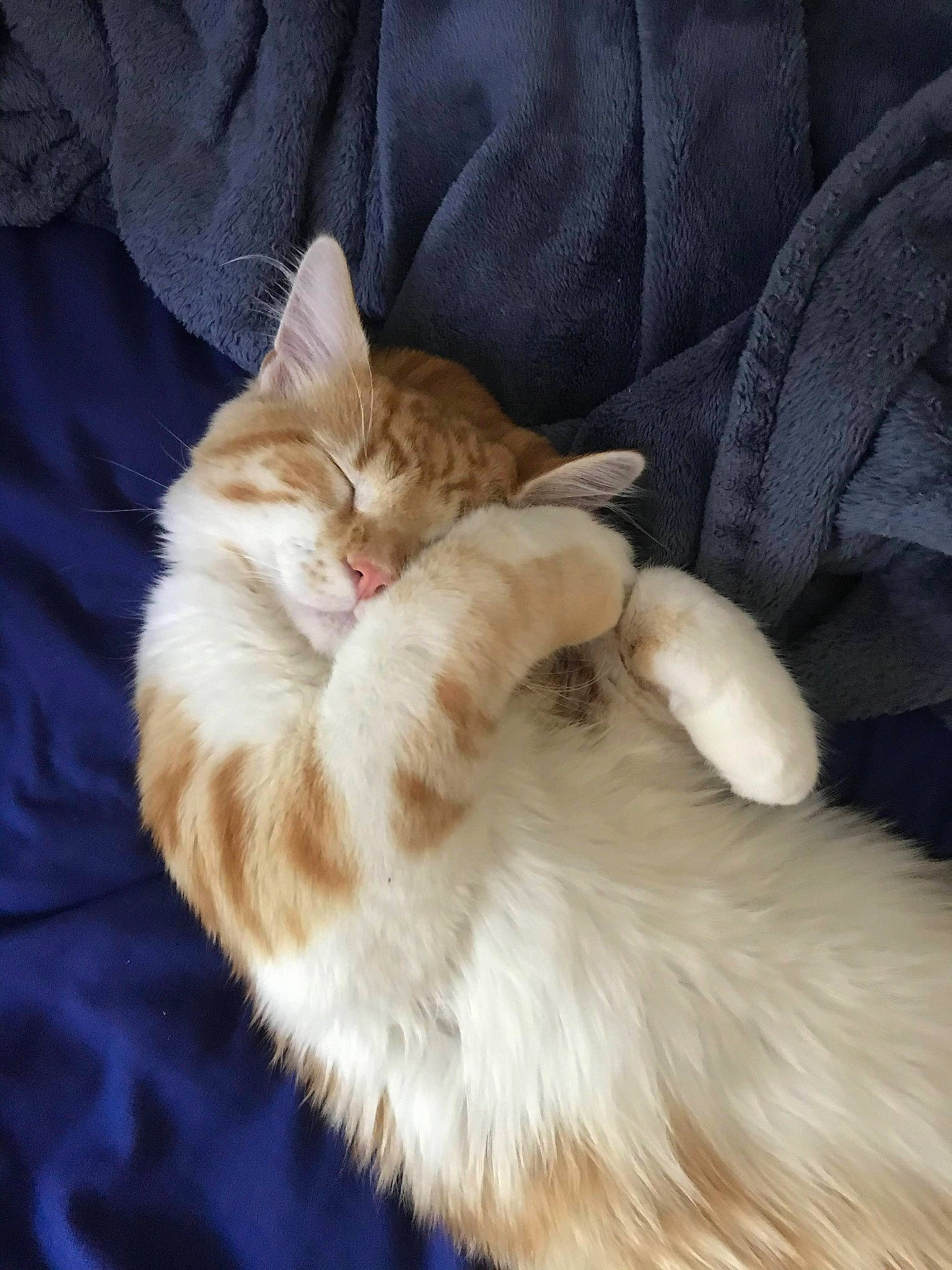 Chippy is registered to the contest to win money with this photo: carnivore, cat, claw, comfort, companion_dog, fawn, felidae, foot, fur, lap, nap, paw, sleep, small_to_medium_sized_cats, snout, tail, whiskers, wood