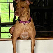 Jack is registered to the contest to win money with this photo: alert, animal, background, brown_dog, canine, collar, curious, daylight, dog, domestic_animal, floor, furniture, house, indoor, pet, side_view, sitting, stairs, window, wooden_floor