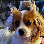 Valerie is registered to the contest to win money with this photo: animal, blurry, brown, canine, close_up, companion, couch, cozy, curly_ears, cute, dog, domestic, fur, furniture, house, indoor, mammal, pet, portrait, white