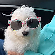 Sadie joined the competition — help win amazing prizes! dog, white_dog, sunglasses, polka_dot, pet, fluffy, car_interior, human_hand, turquoise_hoodie, cute, small_dog, portrait, indoor, seated, friendly, animal, accessory, funny, casual, companion