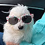 dog, white_dog, sunglasses, polka_dot, pet, fluffy, car_interior, human_hand, turquoise_hoodie, cute, small_dog, portrait, indoor, seated, friendly, animal, accessory, funny, casual, companion