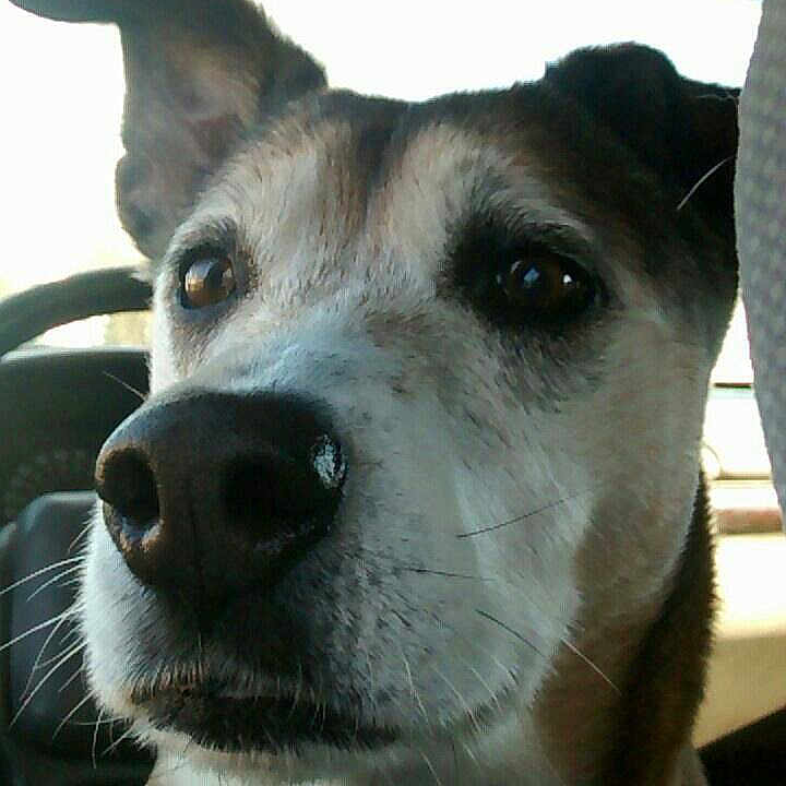 Lulu