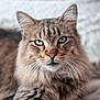 cat, tabby_cat, fluffy, blue_eyes, whiskers, close_up, pet, animal, fur, portrait, indoor, relaxed, cute, feline, mammal, looking, face, ears, soft_background, lying_down