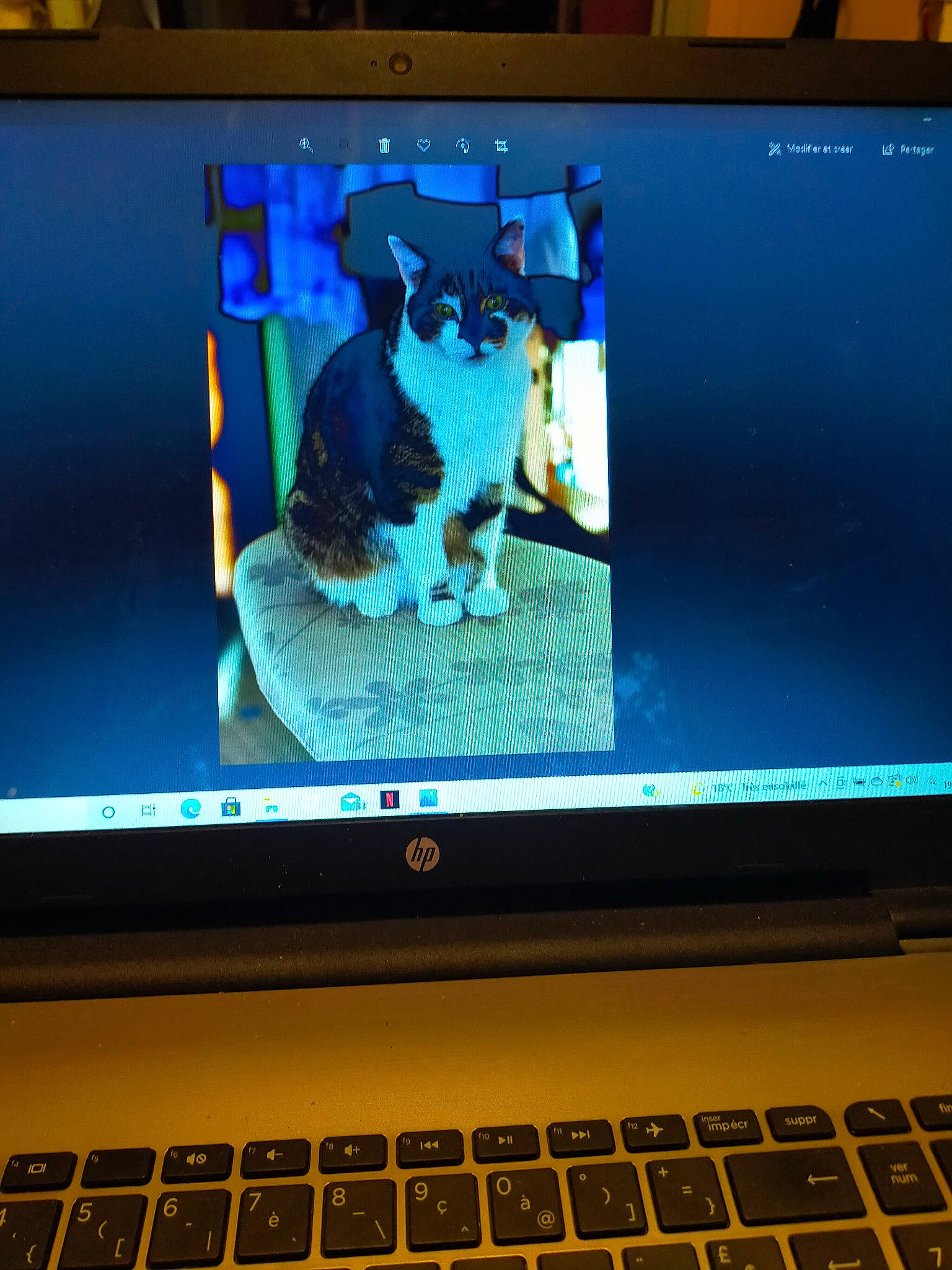 Eclair a rejoint le concours — aidez-le/la à gagner de superbes lots ! carnivore, cat, computer, computer_hardware, computer_monitor_accessory, display_device, flat_panel_display, gadget, input_device, laptop, laptop_part, light, multimedia, netbook, output_device, peripheral, personal_computer, space_bar, technology, touchpad