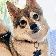 Kiva is registered to the contest to win money with this photo: animal, canine, close_up, collar, cozy, curious, cute, dog, domestic, ears, face, fluffy, fur, indoor, natural_light, pet, portrait, resting, tag, window