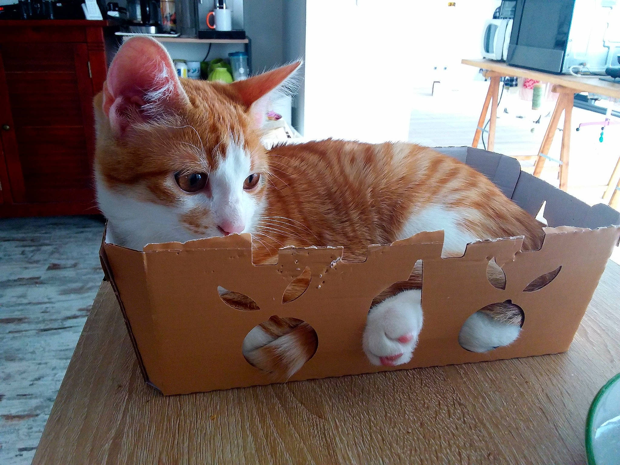 Mousse participe au concours pour gagner de l'argent avec cette photo : box, cabinetry, cardboard, carnivore, cat, chair, domestic_short_haired_cat, door, fawn, felidae, fur, hardwood, houseplant, pet_supply, picture_frame, shipping_box, small_to_medium_sized_cats, tail, whiskers, wood