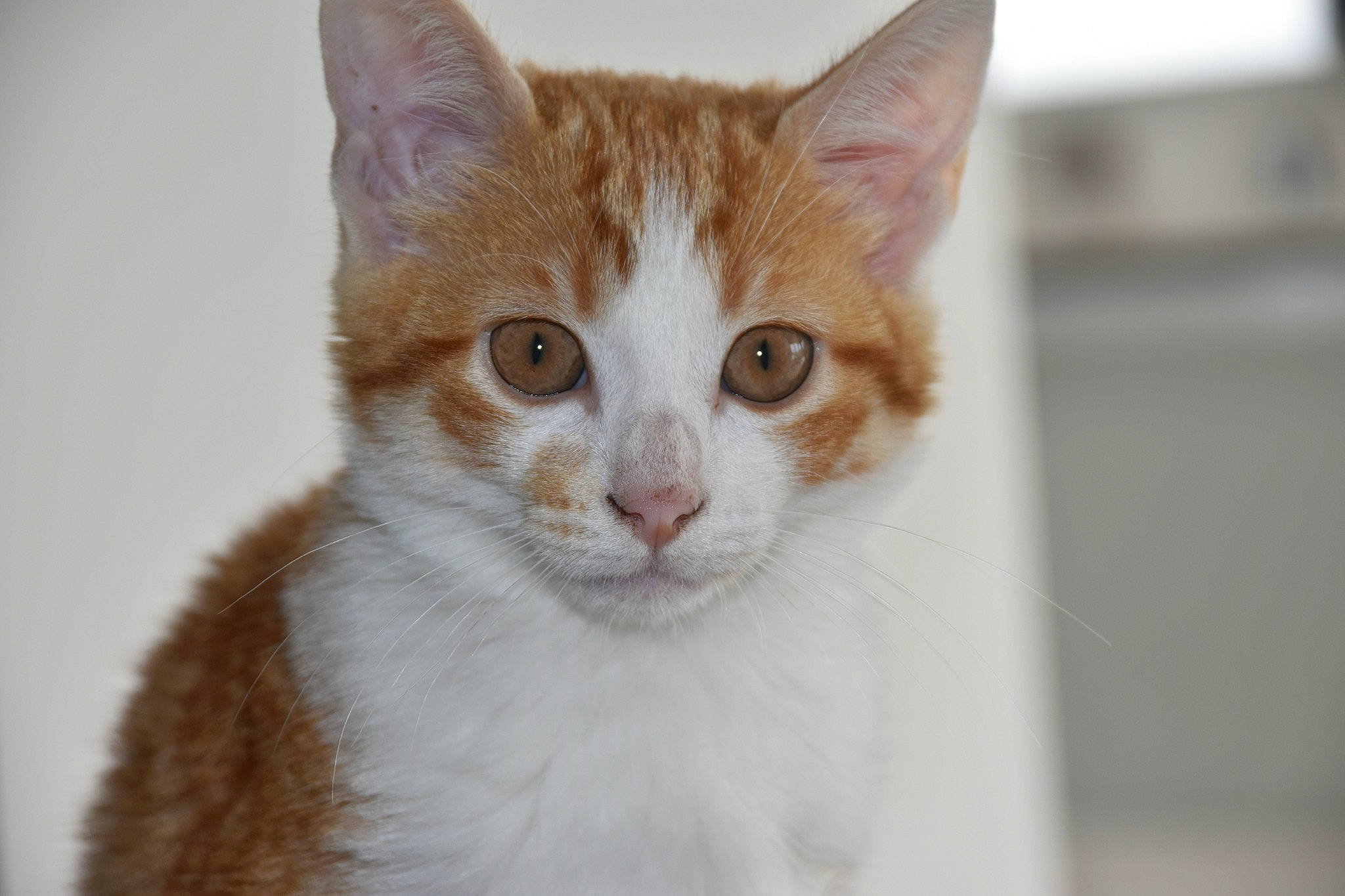 Mousse a rejoint le concours — aidez-le/la à gagner de superbes lots ! carnivore, cat, domestic_short_haired_cat, eye, fawn, felidae, fur, small_to_medium_sized_cats, snout, tail, terrestrial_animal, whiskers