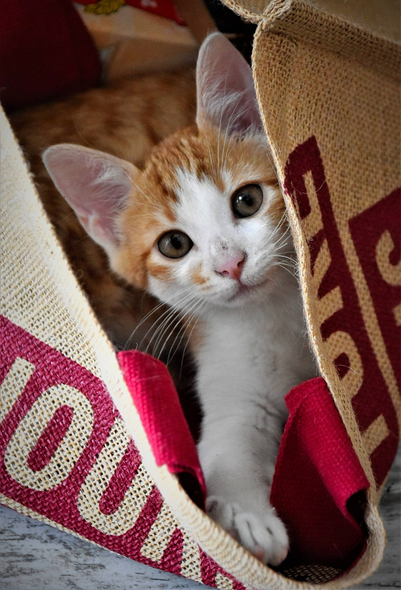 Mousse a rejoint le concours — aidez-le/la à gagner de superbes lots ! carnivore, cat, cat_furniture, cat_supply, claw, comfort, couch, domestic_short_haired_cat, fawn, felidae, fur, linens, paw, pet_supply, sitting, small_to_medium_sized_cats, snout, tail, whiskers, woven_fabric