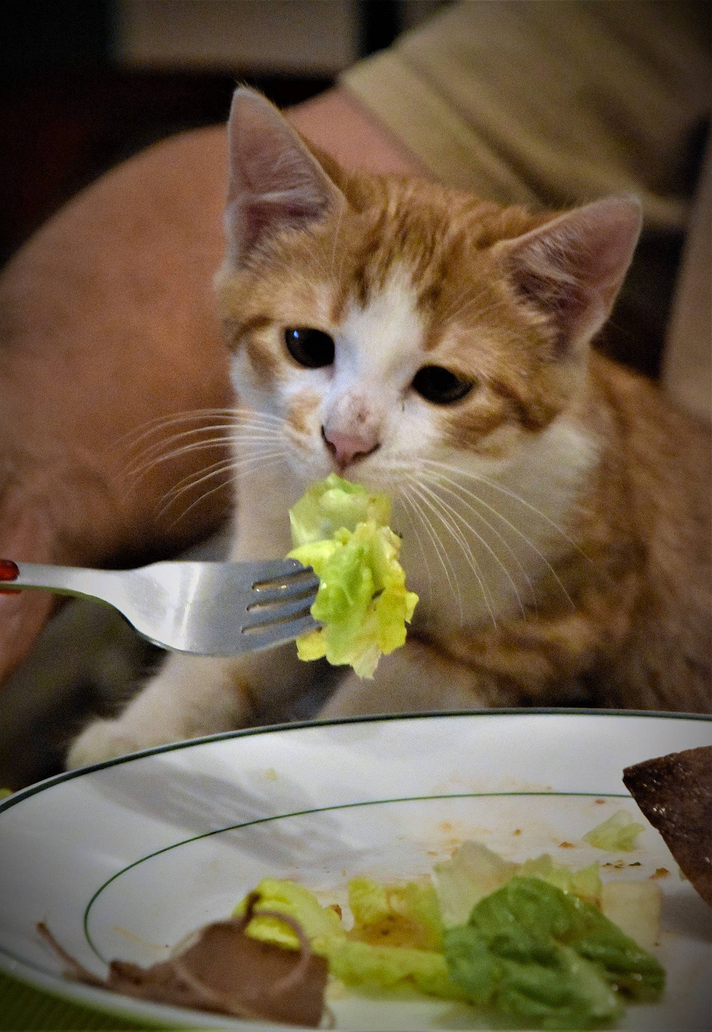 Mousse a rejoint le concours — aidez-le/la à gagner de superbes lots ! carnivore, cat, comfort_food, cuisine, dish, dishware, domestic_short_haired_cat, felidae, food, ingredient, kitchen_utensil, leaf_vegetable, plant, plate, produce, recipe, small_to_medium_sized_cats, tableware, vegetable, whiskers