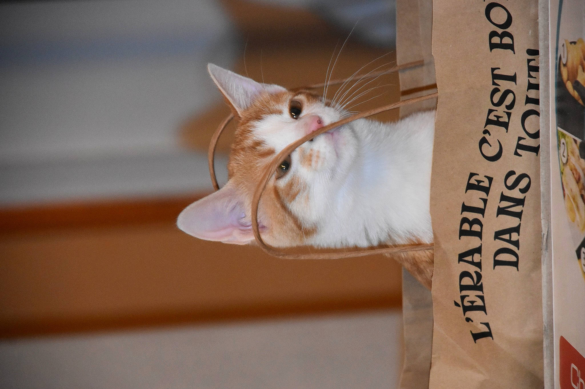 Mousse a rejoint le concours — aidez-le/la à gagner de superbes lots ! carnivore, cat, domestic_short_haired_cat, fawn, felidae, font, fur, handwriting, paper, paper_product, plant, publication, small_to_medium_sized_cats, tail, whiskers, window, wood