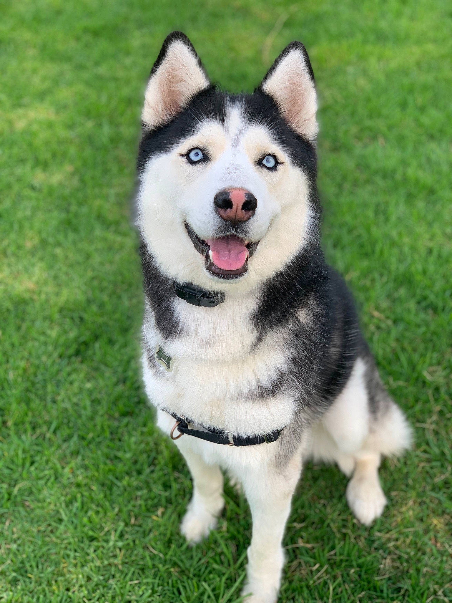 Skye Blu is registered to the contest to win money with this photo: ancient_dog_breeds, canidae, carnivore, companion_dog, dog, dog_breed, fur, grass, non_sporting_group, siberian_husky, sled_dog, snout, sporting_group, working_animal, working_dog
