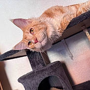 Odie a rejoint le concours — aidez-le/la à gagner de superbes lots ! cat, ginger_cat, feline, cat_tree, indoor, pet, whiskers, fur, curious, lounging, amber_eyes, wooden_furniture, curtain, cozy, domestic, animal, resting, soft_light, close_up, portrait