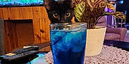 Bing is registered to the contest to win money with this photo: aquarium, black_cat, blue_drink, cat, coaster, curious, decor, drink, fish_tank, flower_pot, furniture, glass, ice, indoor, living_room, pet, plant, remote_control, table, wood_paneling