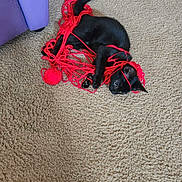 Bing is registered to the contest to win money with this photo: animal, black_cat, carpet, cat, cozy, curious, cute, feline, floor, home, indoor, kitten, pet, playful, purple_furniture, red_yarn, soft_light, tangled, toy, yarn