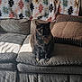 Reesey joined the competition — help win amazing prizes! animal, blanket, calm, cat, couch, cozy, domestic, furniture, home, indoor, pattern, pet, pillow, relaxation, rest, sitting, sofa, sunlight, texture, tortoiseshell_cat