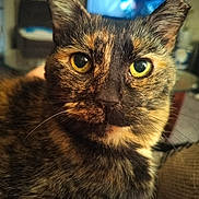 Reesey is registered to the contest to win money with this photo: animal, cat, close_up, cozy, cute, domestic_cat, face, feline, fur, home, indoor, looking_at_camera, mammal, pet, portrait, relaxed, tortoiseshell, whiskers, yellow_eyes