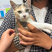 Mabel is registered to the contest to win money with this photo: cat, kitten, calico_cat, person, hand, bracelet, plaid_shirt, whiteboard, indoor, pet, cute, feline, green_eyes, human_hand, wristband, casual_clothing, holding, domestic_animal, young_cat, closeup