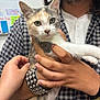 cat, kitten, calico_cat, person, hand, bracelet, plaid_shirt, whiteboard, indoor, pet, cute, feline, green_eyes, human_hand, wristband, casual_clothing, holding, domestic_animal, young_cat, closeup