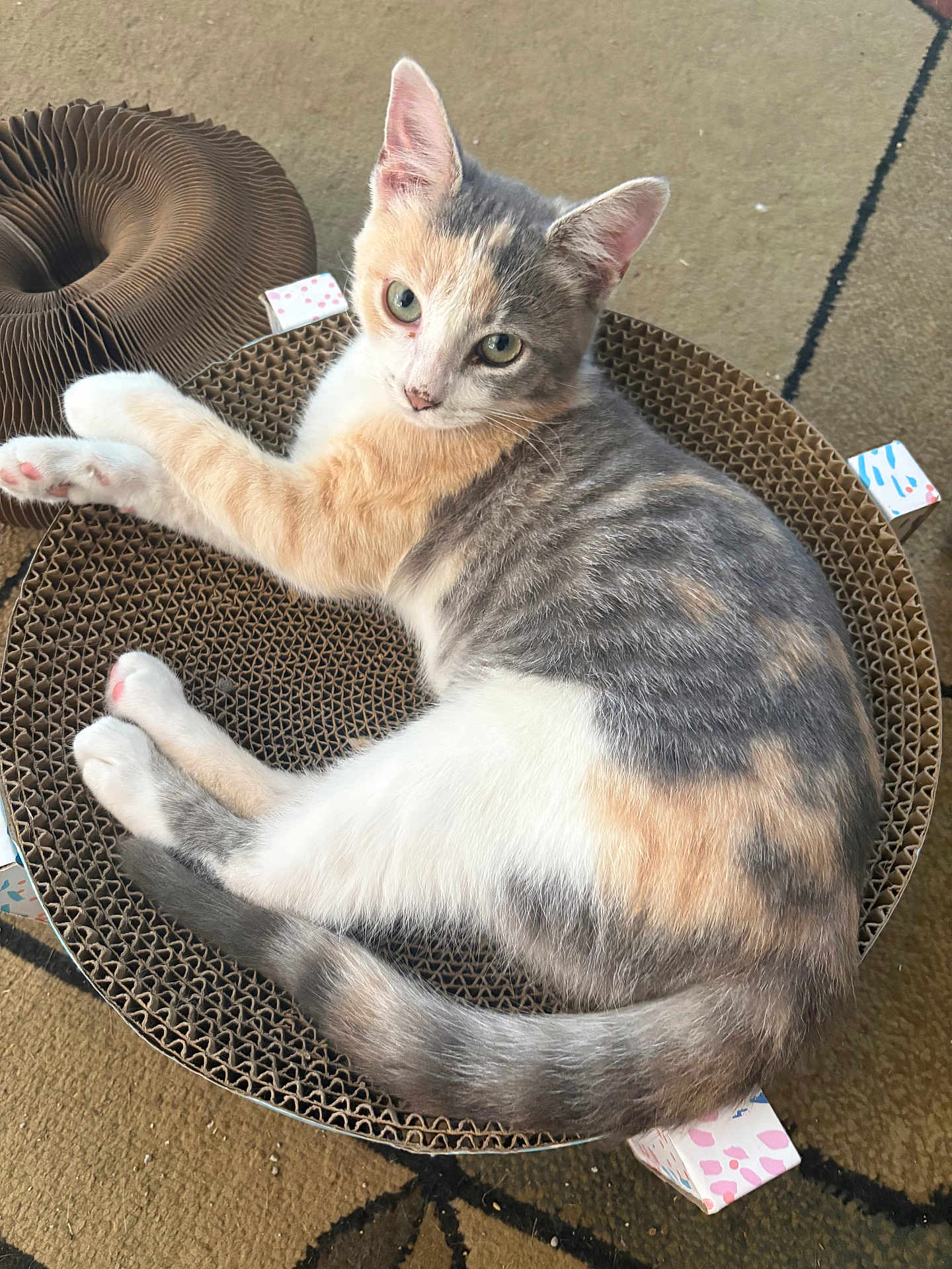 Mabel joined the competition — help win amazing prizes! cat, kitten, calico, fur, animal, pet, cardboard, scratcher, relaxing, laying, floor, carpet, pattern, whiskers, ears, tail, cute, indoor, closeup, curious