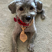 Gus joined the competition — help win amazing prizes! adorable, animal, carpet, collar, companionship, cute, dog, domestic_animal, ears, friendly, fur, furry, indoor, looking_up, mammal, paws, pet, portrait, small_dog, tie