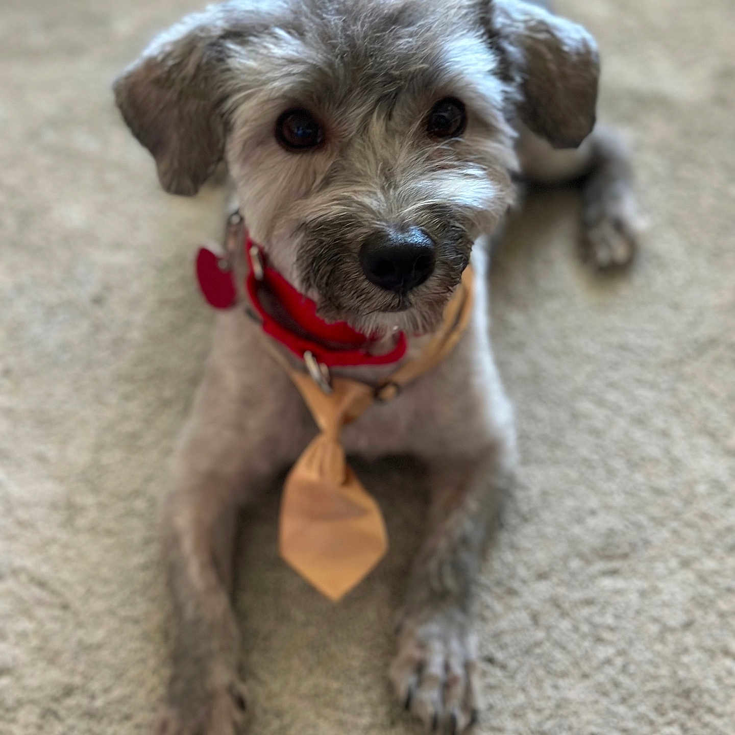 Gus joined the competition — help win amazing prizes! adorable, animal, carpet, collar, companionship, cute, dog, domestic_animal, ears, friendly, fur, furry, indoor, looking_up, mammal, paws, pet, portrait, small_dog, tie