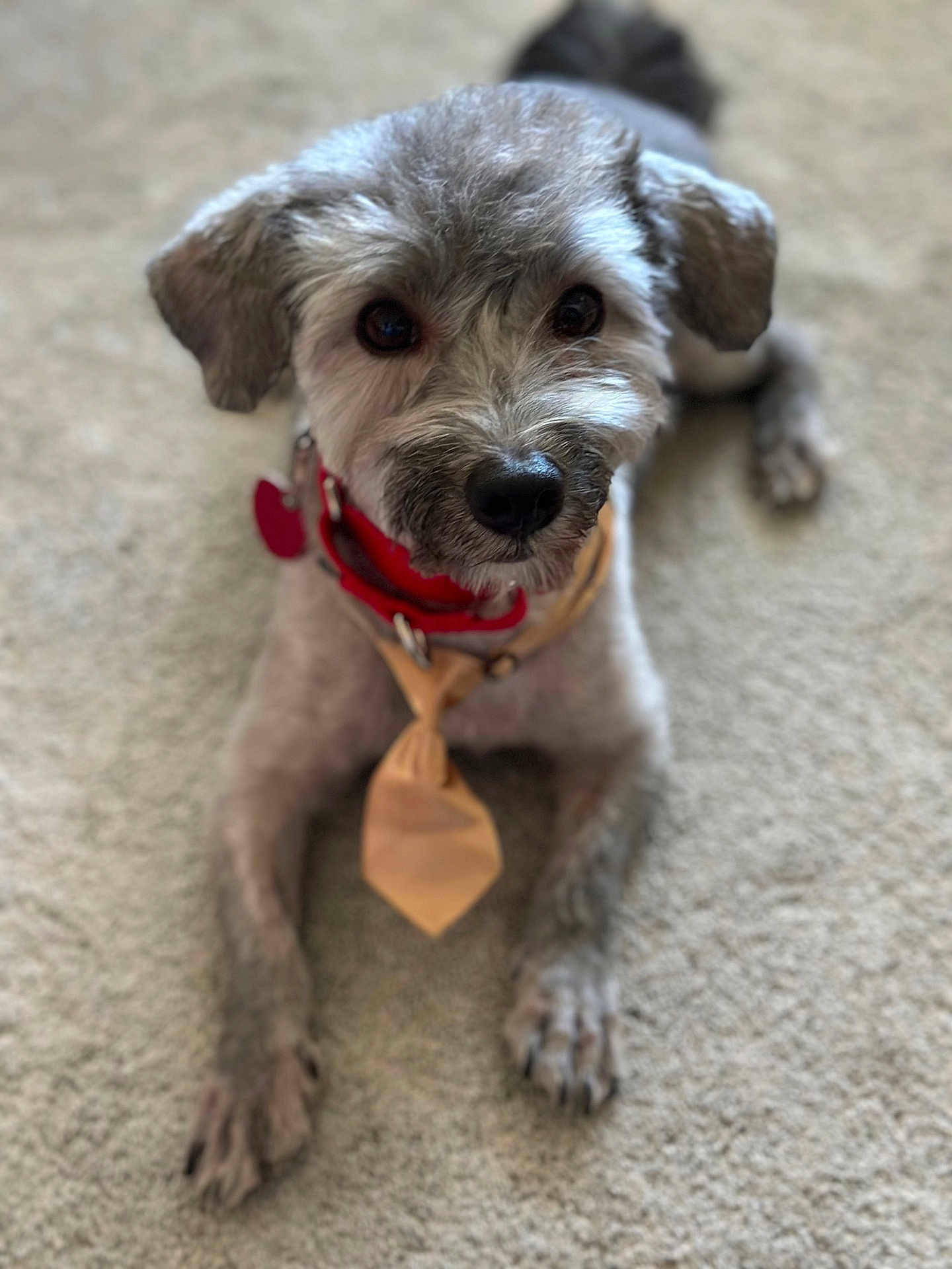 Gus