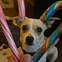 dog, candy_cane, hand, holiday, christmas, festive, indoor, carpet, toy, pet, cute, small_dog, white_dog, nose, ears, eyes, background, colorful, closeup, focus