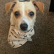 Toby Ryan Trout is registered to the contest to win money with this photo: dog, small_dog, bandana, carpet, indoor, pet, cute, animal, looking_up, ears, brown_and_white, close_up, sitting, face, nose, whiskers, fur, domestic_animal, companion, adorable