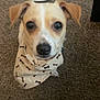 dog, small_dog, bandana, carpet, indoor, pet, cute, animal, looking_up, ears, brown_and_white, close_up, sitting, face, nose, whiskers, fur, domestic_animal, companion, adorable
