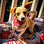 Toby Ryan Trout is registered to the contest to win money with this photo: dog, small_dog, bandana, red_bandana, blanket, pumpkin_pattern, porch, white_railings, sunlight, outdoor, pet, cute, canine, animal, fur, ears, tail, sitting, looking_at_camera, greenery