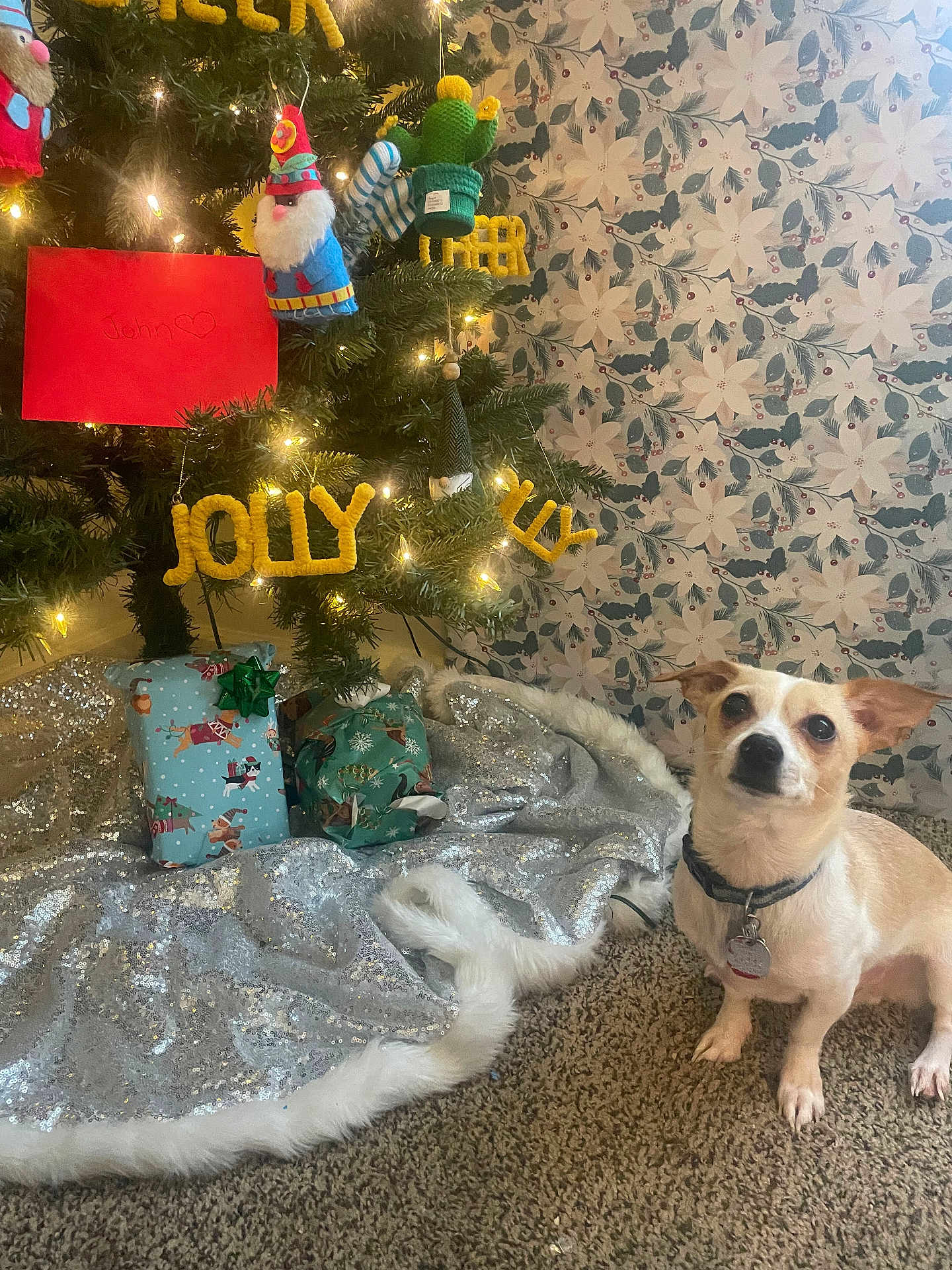 Toby Ryan Trout joined the competition — help win amazing prizes! dog, christmas_tree, gift, ornament, gnome, cactus, red_envelope, carpet, wallpaper, holiday, decorations, lights, sparkle, festive, pet, indoor, small_dog, seated, cute, holiday_spirit