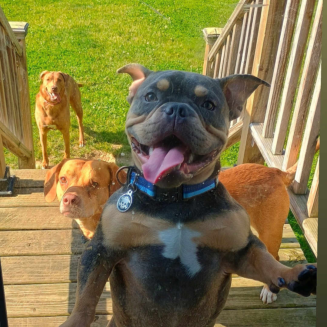 Milo is registered to the contest to win money with this photo: canine, collar, daylight, dog, dogs, excited, fence, front_paw, glass_door, grass, happy, outdoor, pet, playful, smiling, sunny, three_dogs, tongue_out, wooden_stairs, yard