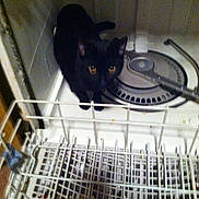 Baby Meow Meow is registered to the contest to win money with this photo: