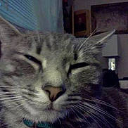 Foxi Roxi is registered to the contest to win money with this photo: