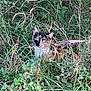 Cinnamon is registered to the contest to win money with this photo: animal, bush, calico, camouflage, cat, ears, eyes, face, feline, fur, grass, greenery, leaf, mammal, nature, outdoor, pet, plants, sitting, wild