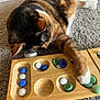 Cinnamon is registered to the contest to win money with this photo: animal, black, brown, calico, carpet, cat, close_up, curious, feline, game, glass_stones, home, indoor, orange, paw, pet, playing, relaxed, white, wooden_board