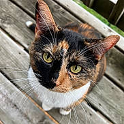 Cinnamon is registered to the contest to win money with this photo: animal, background_blur, calico_cat, cat, close_up, curious, cute, domestic_animal, feline, fur, looking_up, mammal, nature, outdoor, pet, portrait, texture, whiskers, wooden_deck, yellow_eyes