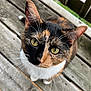 animal, background_blur, calico_cat, cat, close_up, curious, cute, domestic_animal, feline, fur, looking_up, mammal, nature, outdoor, pet, portrait, texture, whiskers, wooden_deck, yellow_eyes