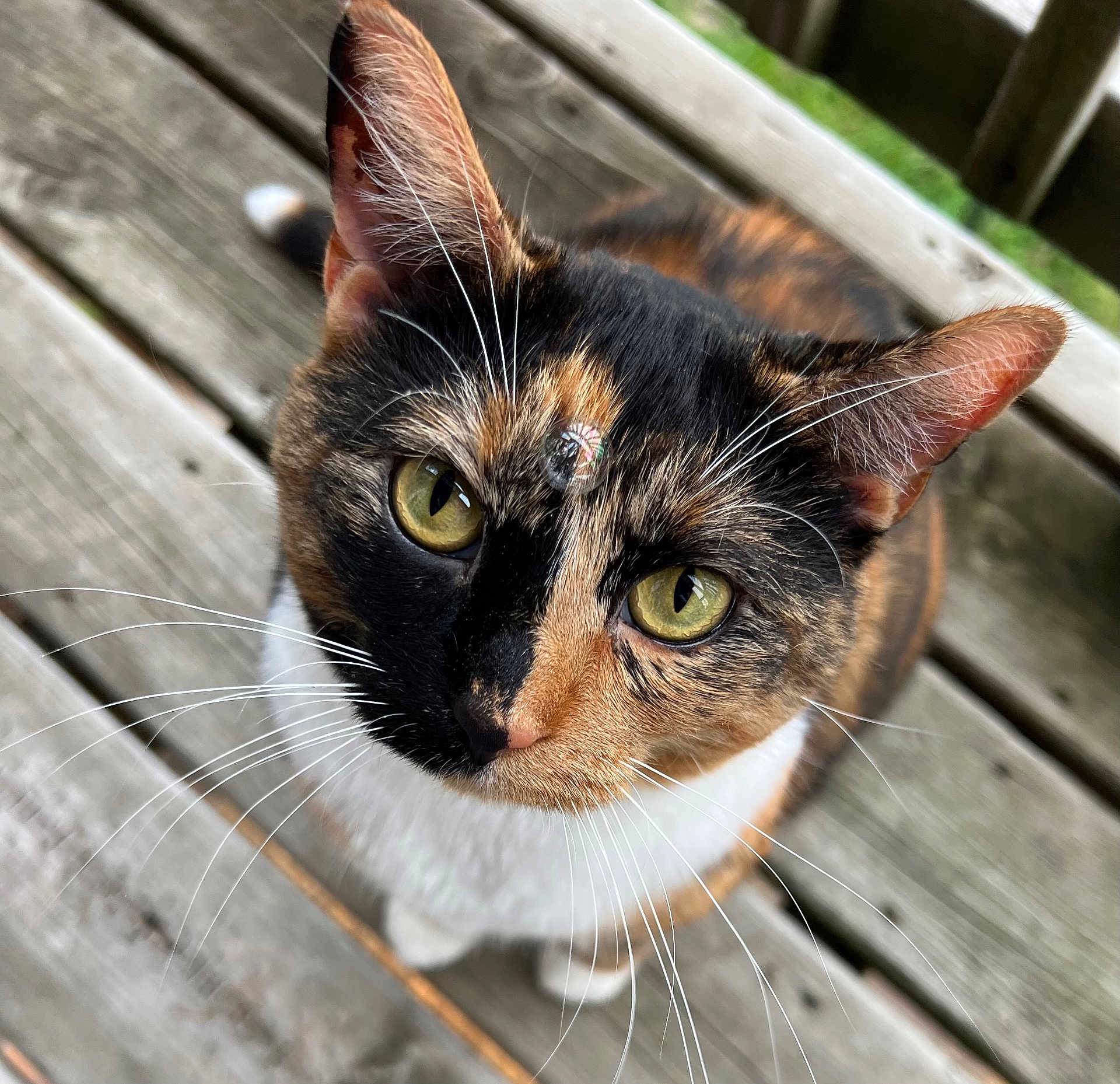 Cinnamon