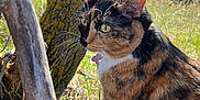 Cinnamon joined the competition — help win amazing prizes! animal, branch, calico, cat, closeup, daylight, eyes, feline, field, fur, grass, mammal, moss, nature, outdoor, pet, sunlight, tree, whiskers, wildlife