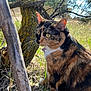 animal, branch, calico, cat, closeup, daylight, eyes, feline, field, fur, grass, mammal, moss, nature, outdoor, pet, sunlight, tree, whiskers, wildlife