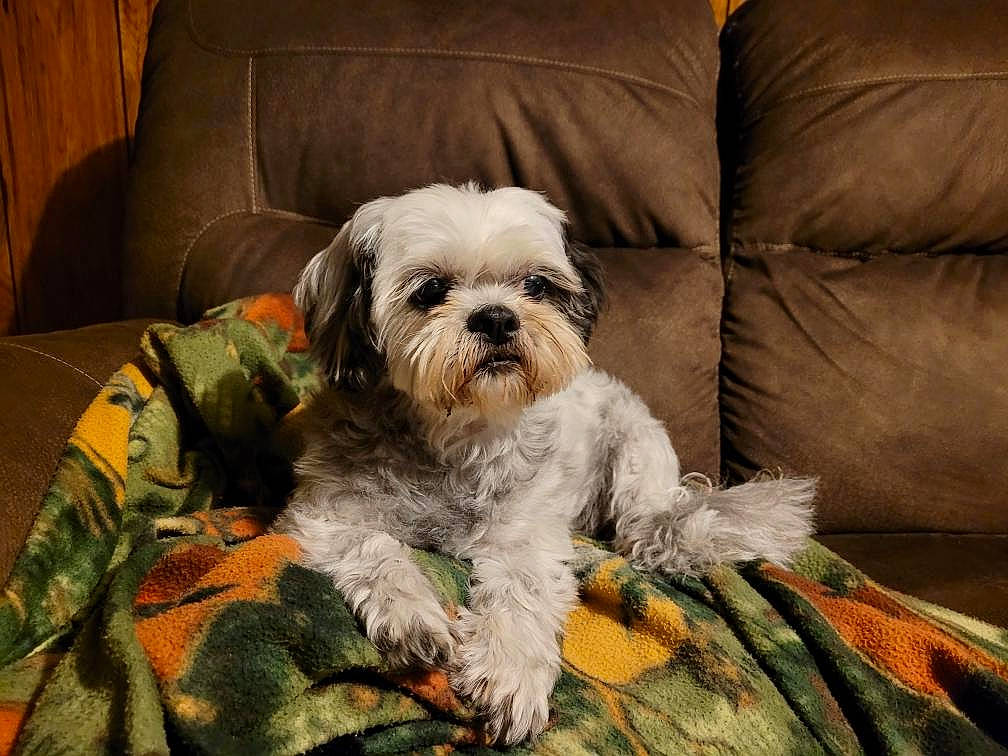 Puddles joined the competition — help win amazing prizes! carnivore, comfort, companion_dog, couch, dog, dog_breed, fawn, fur, liver, mal_shi, poodle_crossbreed, shih_poo, shih_tzu, small_terrier, snout, sporting_group, terrier, toy_dog, water_dog, working_animal