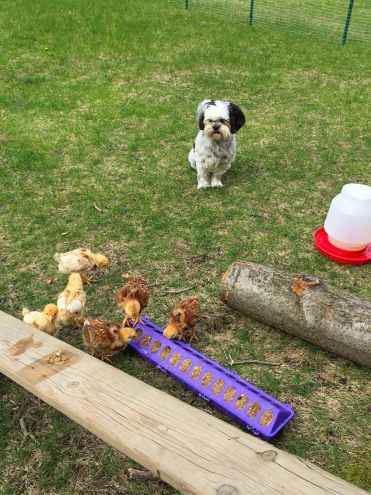 Puddles is registered to the contest to win money with this photo: canidae, carnivore, companion_dog, dog, dog_breed, garden, grass, grass_family, lawn, mammal, outdoor_bench, plant, recreation, small_terrier, soil, sporting_group, terrier, toy_dog, vertebrate, wood