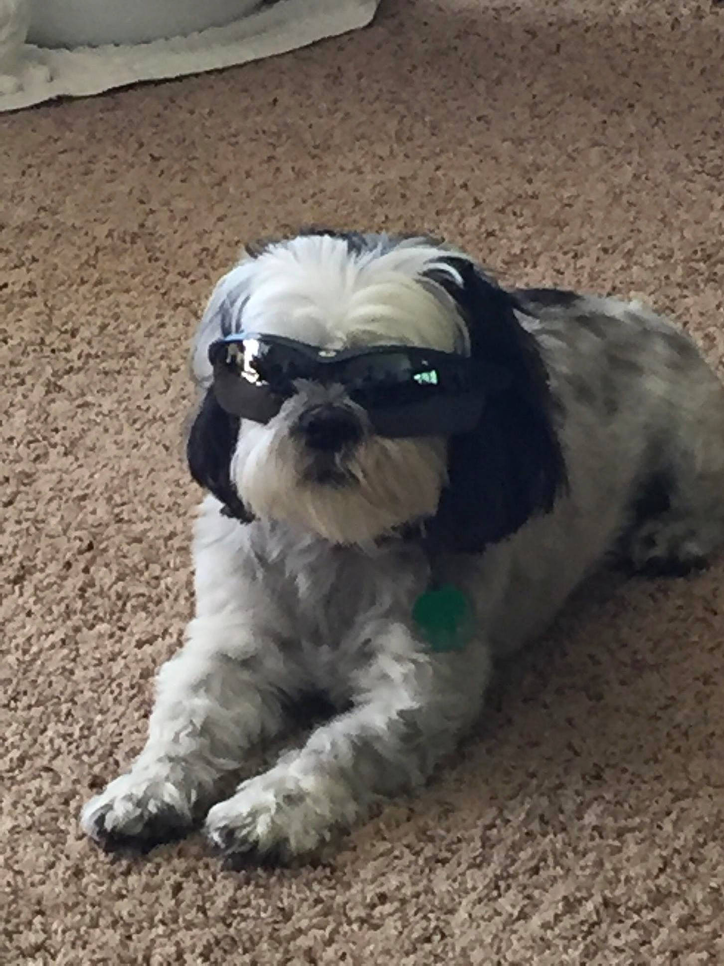 Puddles is registered to the contest to win money with this photo: canidae, carnivore, companion_dog, dog, dog_breed, dog_collar, dog_supply, fawn, fur, grass, liver, shih_tzu, small_terrier, snout, sporting_group, tail, terrestrial_animal, terrier, toy_dog, working_animal