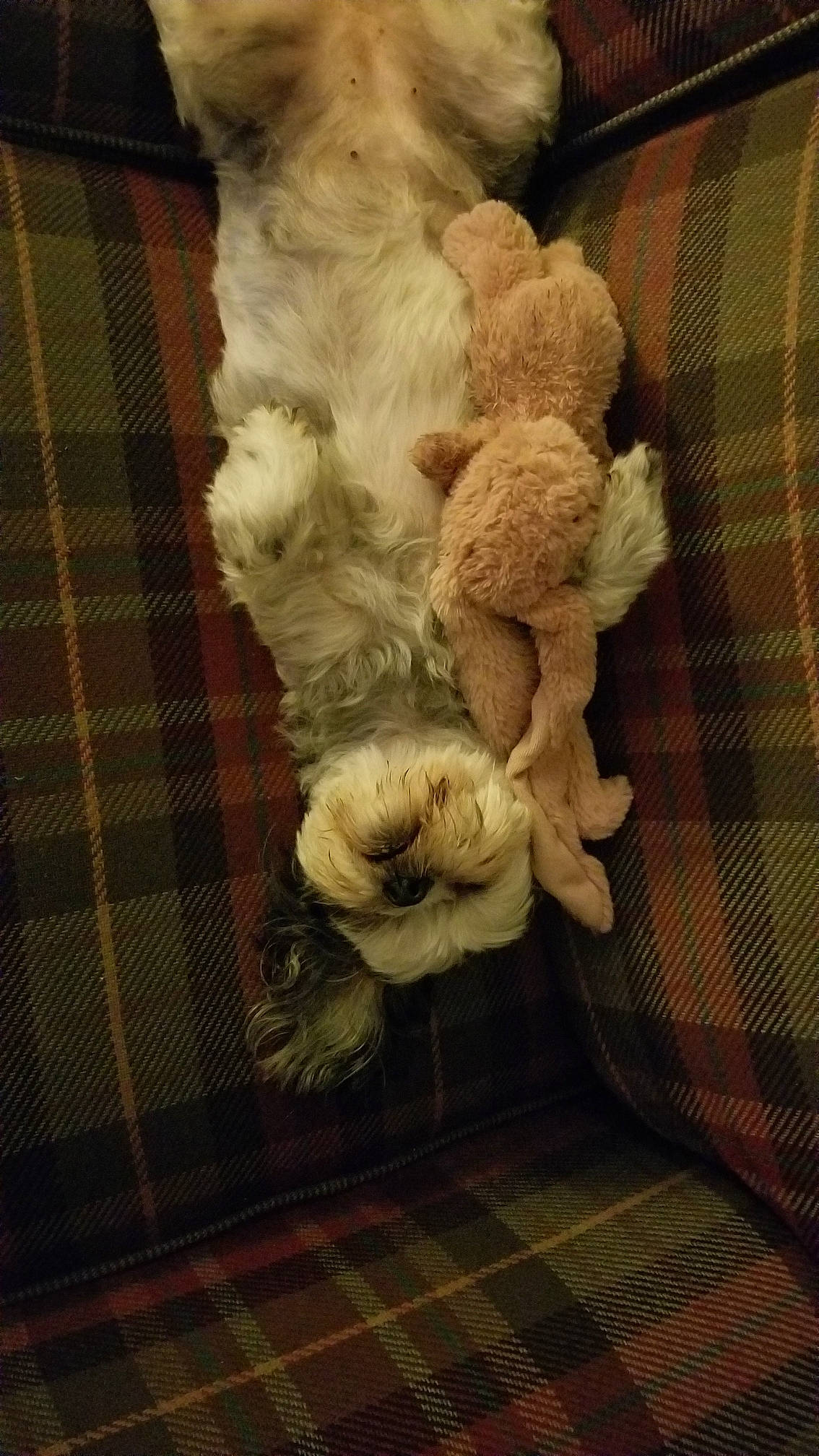 Puddles is registered to the contest to win money with this photo: art, cut_flowers, embellishment, fawn, flooring, flower, fur, linens, pattern, petal, plaid, plant, room, still_life_photography, tartan, thread, vase, visual_arts, wood, woven_fabric