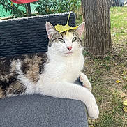 Cookie a rejoint le concours — aidez-le/la à gagner de superbes lots ! animal, backyard, cat, chair, cute, daylight, domestic_animal, feline, grass, greenery, leaf, nature, outdoor, pet, playful, relaxed, resting, summer, tree, white