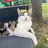 animal, backyard, cat, chair, cute, daylight, domestic_animal, feline, grass, greenery, leaf, nature, outdoor, pet, playful, relaxed, resting, summer, tree, white